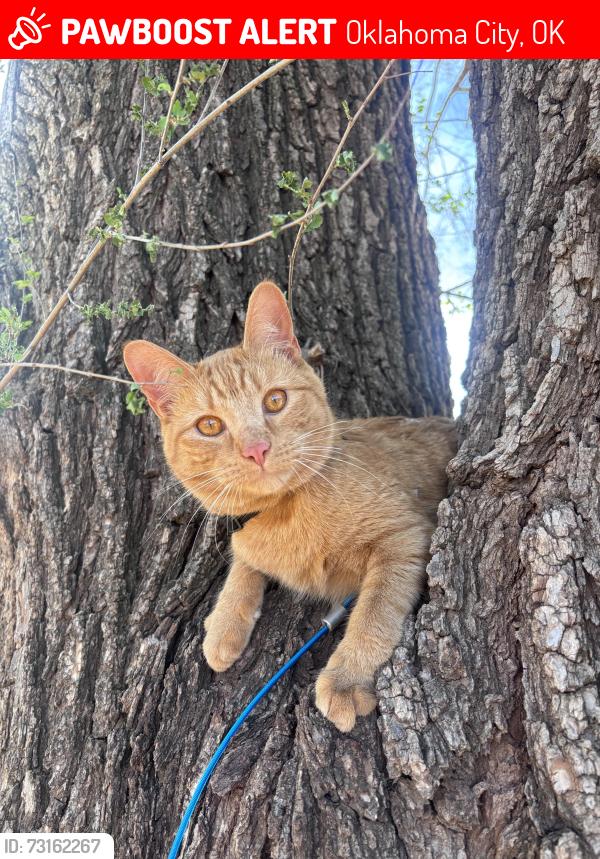 Lost Male Cat last seen SE 36th and SE 44th between High and I-35 service road, Oklahoma City, OK 73129