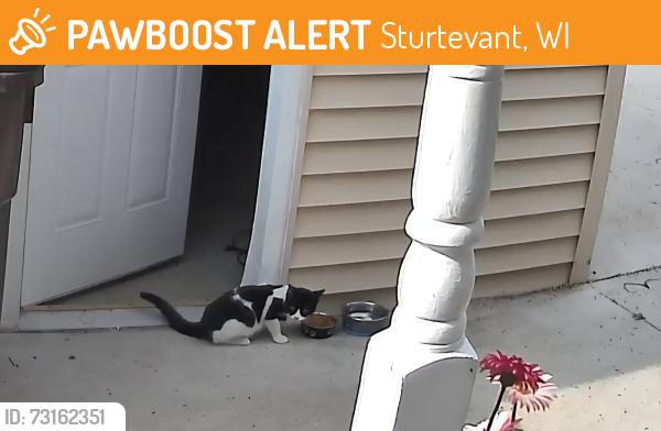 Found/Stray Unknown Cat last seen 95th and Durand Ave, Sturtevant WI, Sturtevant, WI 53177