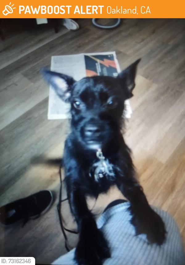 Found/Stray Unknown Dog last seen Edes x Clara x S Elmhurst Oakland, Oakland, CA 94603