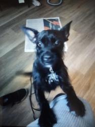 Found/Stray Unknown Dog last seen Edes x Clara x S Elmhurst Oakland, Oakland, CA 94603