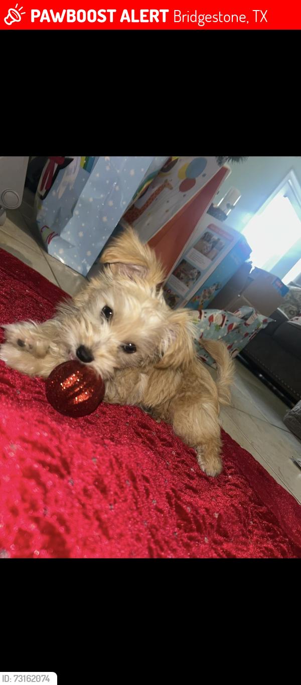 Lost Male Dog last seen Tangle creek ln, Bridgestone, TX 77388