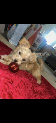 Lost Male Dog last seen Tangle creek ln, Bridgestone, TX 77388