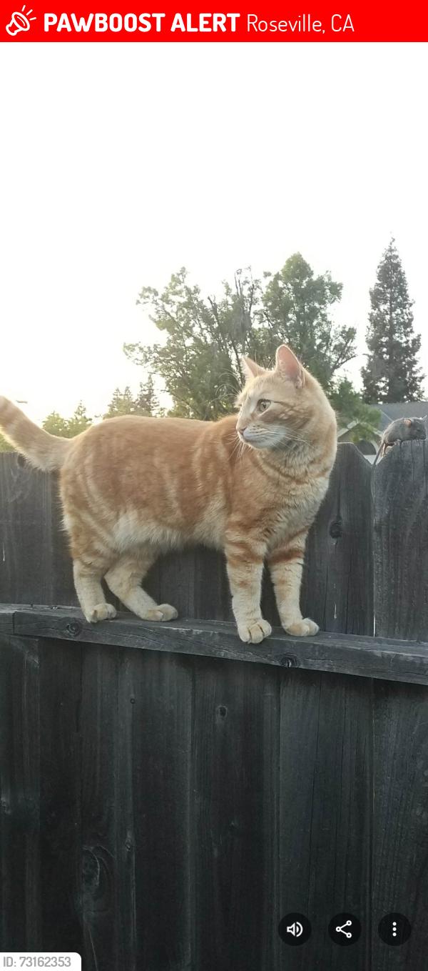 Lost Male Cat last seen Ridgecrest and Valley Forge, Roseville, CA 95661