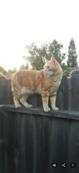 Lost Male Cat last seen Ridgecrest and Valley Forge, Roseville, CA 95661