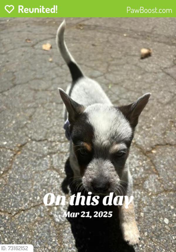 Reunited Male Dog last seen Walking, Gainesville, FL 32641