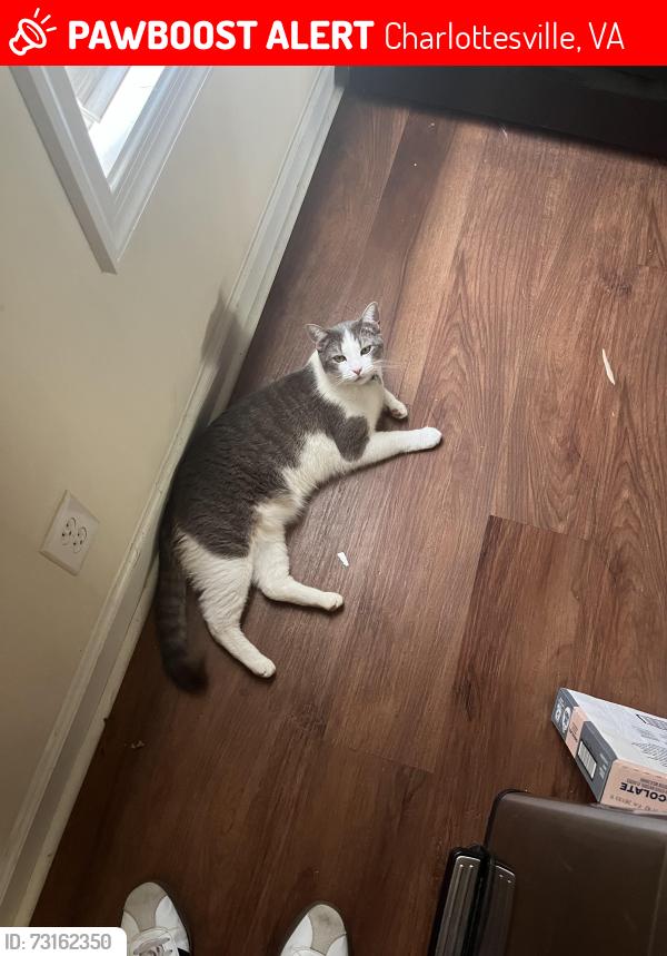 Lost Male Cat last seen Westgate apmt Complex, Charlottesville, VA 22901