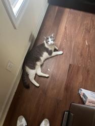 Lost Male Cat last seen Westgate apmt Complex, Charlottesville, VA 22901