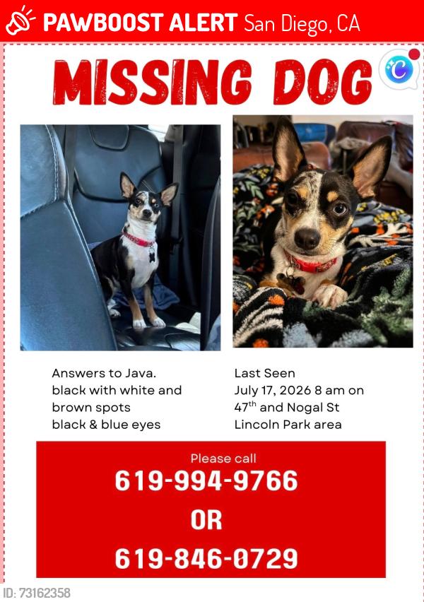 Lost Female Dog last seen Lincoln High School, San Diego, CA 92102
