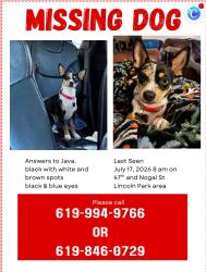 Lost Female Dog last seen Lincoln High School, San Diego, CA 92102