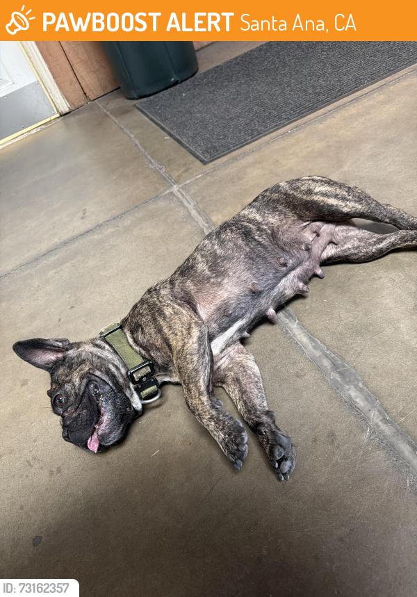 Found/Stray Female Dog last seen Grand and 17th st, Santa Ana, CA 92701