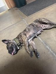 Found/Stray Female Dog last seen Grand and 17th st, Santa Ana, CA 92701