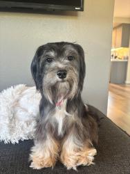 Lost Female Dog last seen Tanglewood and mark ct., Salem, OR 97317