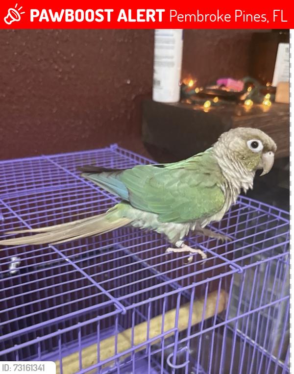 Lost Male Bird last seen University and Taft, Pembroke Pines, FL 33024