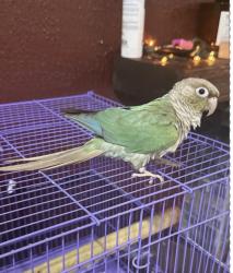 Lost Male Bird last seen University and Taft, Pembroke Pines, FL 33024