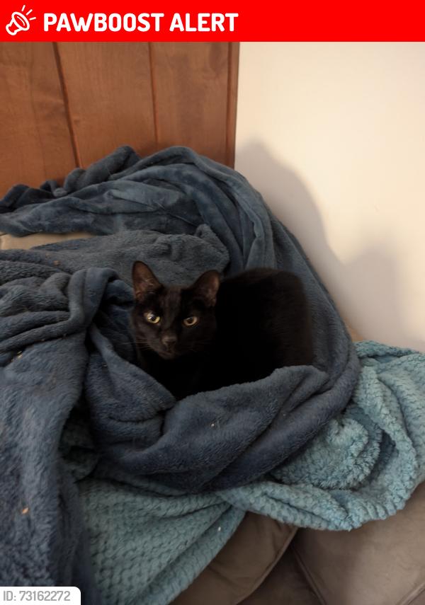 Lost Male Cat last seen Near Shaler HS, Shaler Township, PA 15116