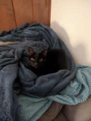 Lost Male Cat last seen Near Shaler HS, Shaler Township, PA 15116