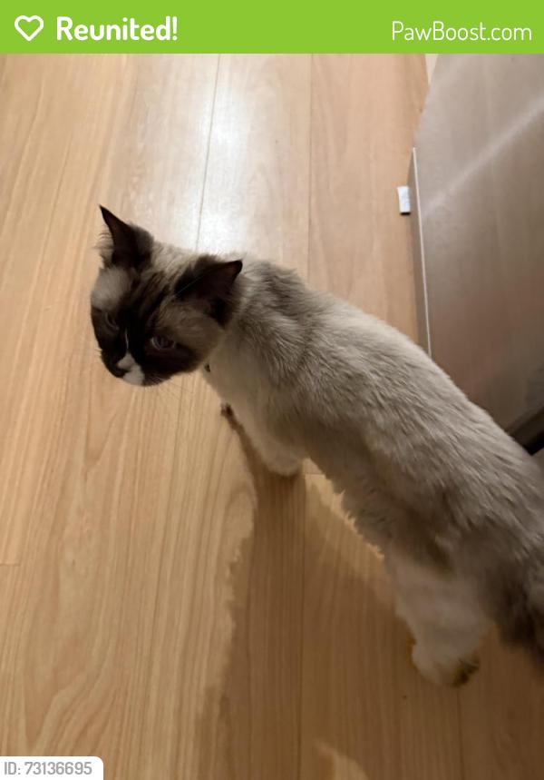 Reunited Male Cat last seen the cycle/walking path between Teague Cres and Holzer Cres in Braybrook., Braybrook, VIC 3019