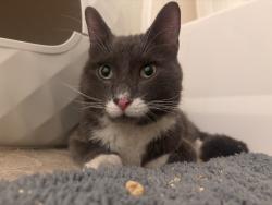 Found/Stray Male Cat last seen Studio one apmts, Detroit, MI 48201