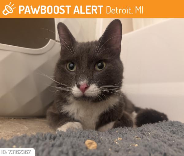 Found/Stray Male Cat last seen Studio one apmts, Detroit, MI 48201