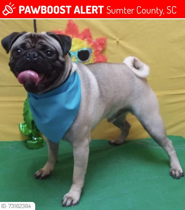 Lost Male Dog last seen Oak Hill Rd Horne Rd Hyw 441, Sumter County, SC 29154