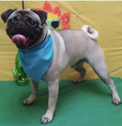 Lost Male Dog last seen Oak Hill Rd Horne Rd Hyw 441, Sumter County, SC 29154