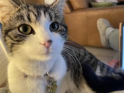 Lost Female Cat last seen Copster Hill Park, Greater Manchester, England OL8 3WJ