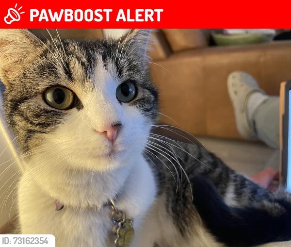 Lost Female Cat last seen Copster Hill Park, Greater Manchester, England OL8 3WJ