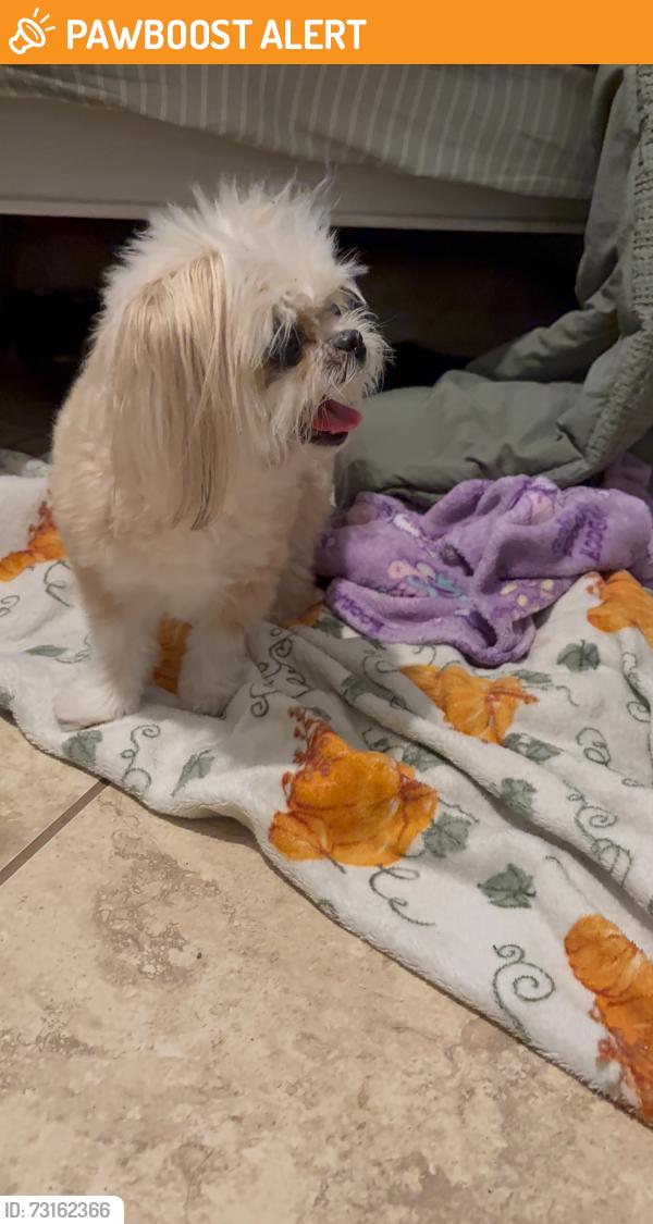 Found/Stray Female Dog last seen Kirk ln on kirk ed in between Melaleuca and Lake Worth Rd., Lake Worth Beach, FL 33461