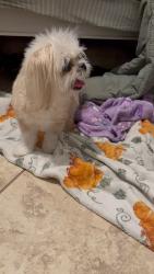 Found/Stray Female Dog last seen Kirk ln on kirk ed in between Melaleuca and Lake Worth Rd., Lake Worth Beach, FL 33461