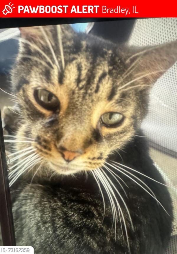 Lost Male Cat last seen Armour rd and peacock ln, Bradley, IL 60915