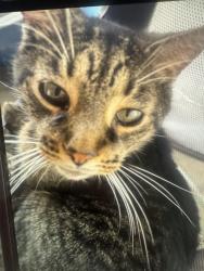 Lost Male Cat last seen Armour rd and peacock ln, Bradley, IL 60915