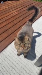 Lost Female Cat last seen Bluebell street orleans, Ottawa, ON K4A 5E7
