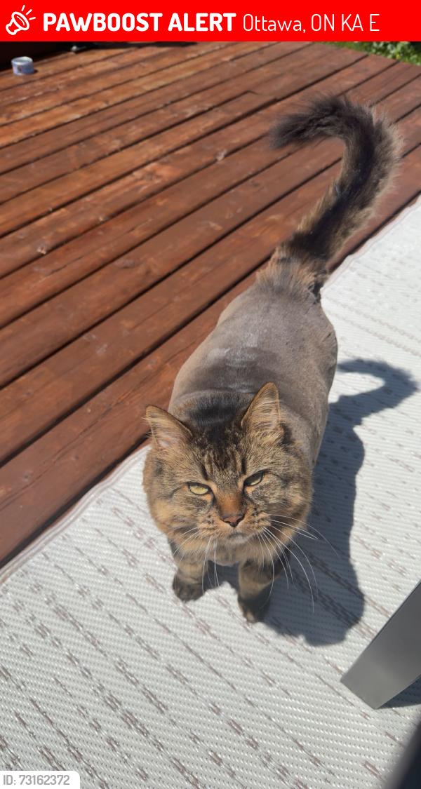 Lost Female Cat last seen Bluebell street orleans, Ottawa, ON K4A 5E7