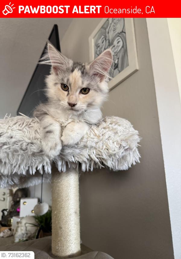 Lost Female Cat last seen Rancho Del Oro, Oceanside, CA 92056