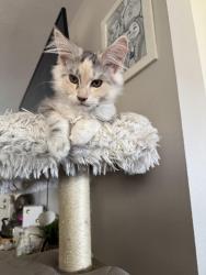 Lost Female Cat last seen Rancho Del Oro, Oceanside, CA 92056