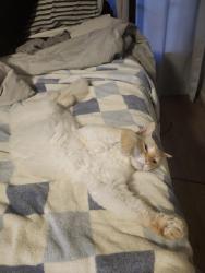 Lost Male Cat last seen Stadium Dr, Fort Worth, TX 76133