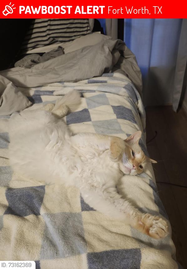 Lost Male Cat last seen Stadium Dr, Fort Worth, TX 76133