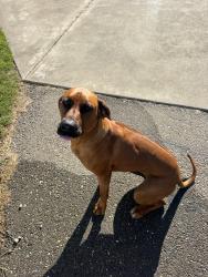 Reunited Female Dog last seen Convention Center Ct, San Diego, CA 92101, USA, San Diego, CA 92101