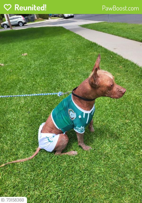 Reunited Male Dog last seen S Bristol St & W Segerstrom Ave Santa Ana, CA 92704, Santa Ana, CA 92704