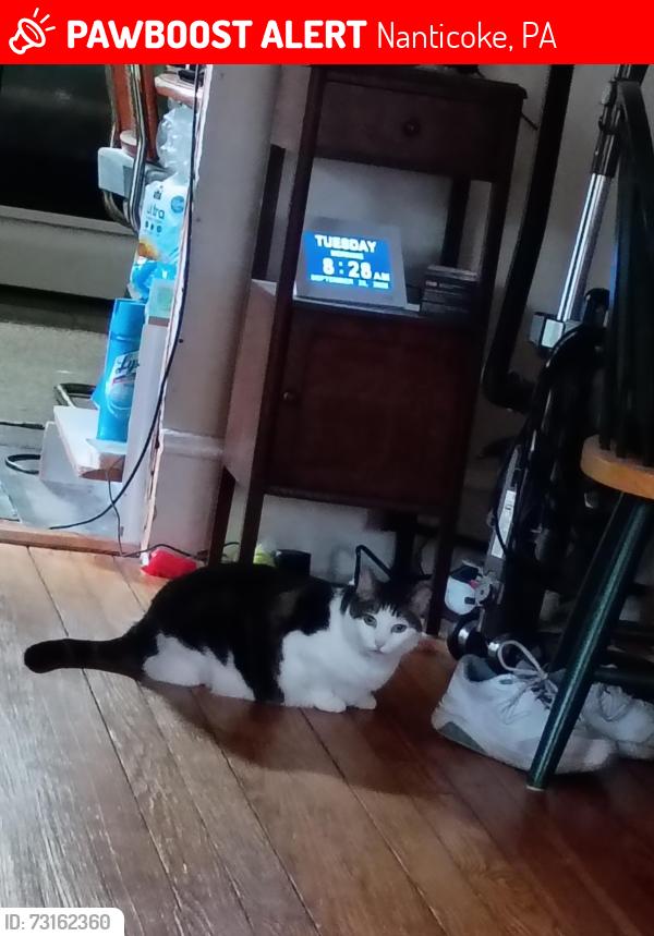 Lost Female Cat last seen Alden Rd, Nanticoke, PA 18634
