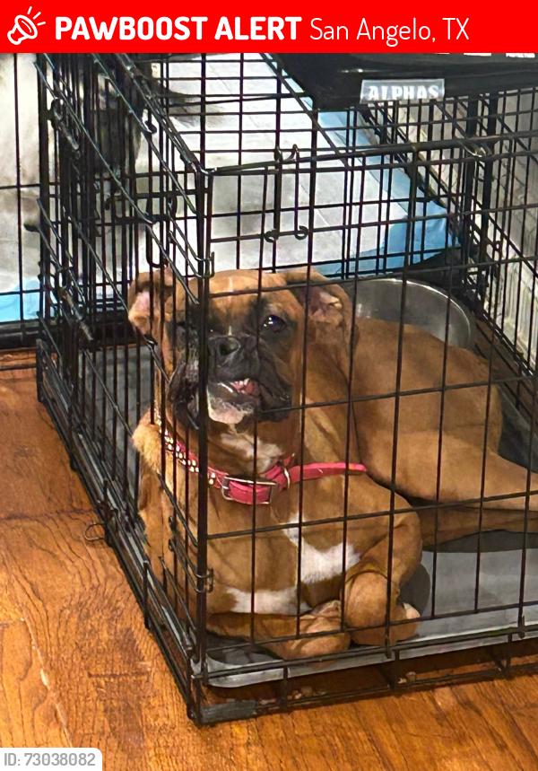 Lost Female Dog last seen Southland and Southwest, San Angelo, TX 76904