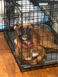 Lost Female Dog last seen Southland and Southwest, San Angelo, TX 76904