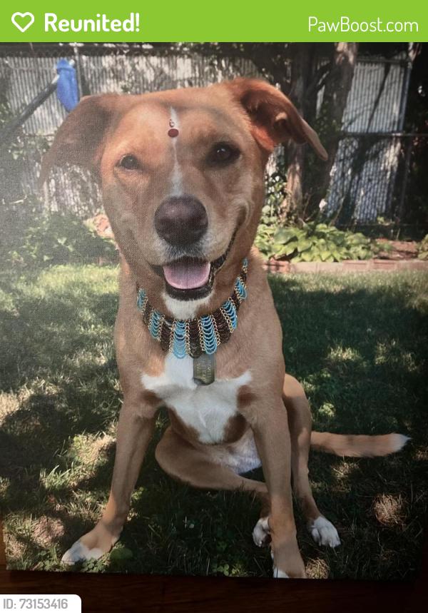Reunited Female Dog last seen Diane st and Lucille ct, Elmont, NY 11003