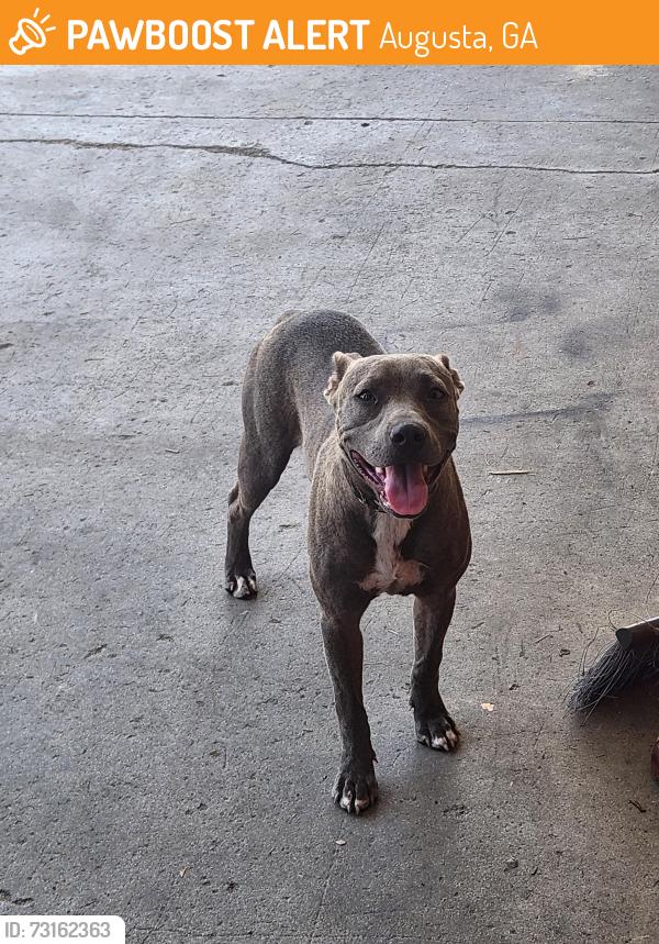 Found/Stray Female Dog last seen Amoco gas station, Augusta, GA 30901