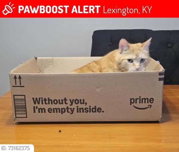Lost Female Cat last seen Clover Valley dr, Lexington, KY 40511