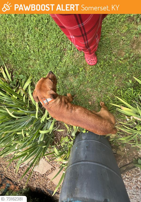 Found/Stray Male Dog last seen Highway 1247, Somerset, KY 42503