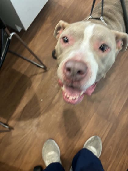 Shelter Stray Female Dog last seen Near Alligator Bayou Rd, Out Of Parish, LA, 2550 Gourrier Ave, Baton Rouge, LA 70820, USA