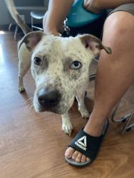 Shelter Stray Female Dog last seen Near Elvin Dr, 70810, LA, 2550 Gourrier Ave, Baton Rouge, LA 70820, USA