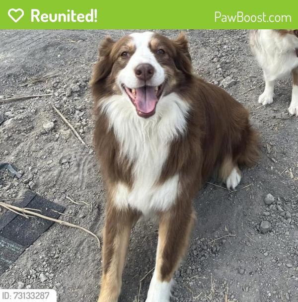 Reunited Male Dog last seen Rose Hill Rd, Whitewright, TX 75491