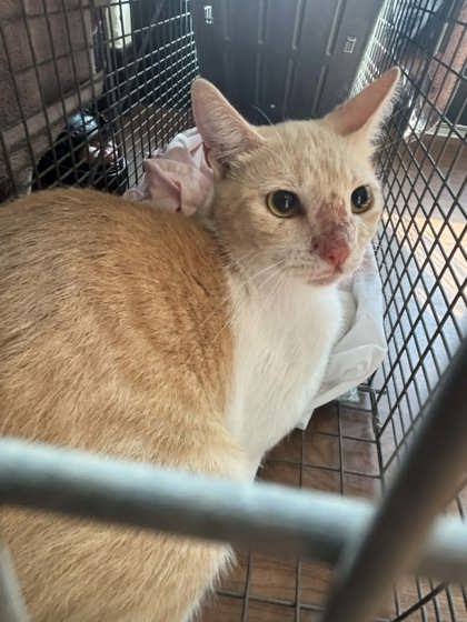 Shelter Stray Female Cat last seen Near Louisiana Ave, 70806, LA, 2550 Gourrier Ave, Baton Rouge, LA 70820, USA